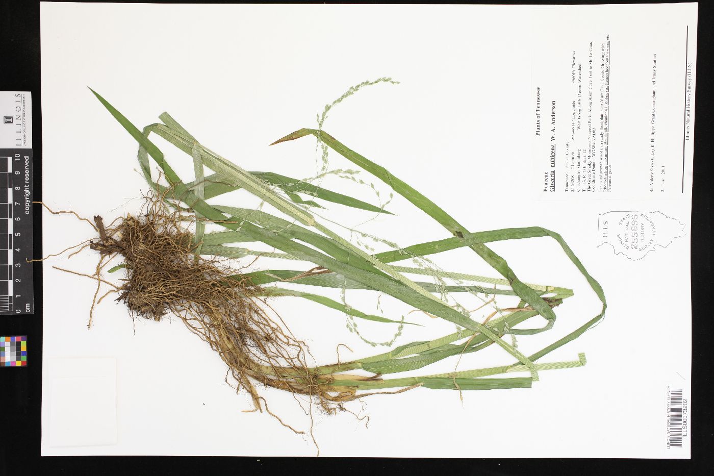 Glyceria nubigena image