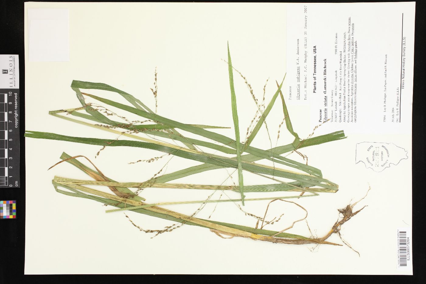Glyceria nubigena image
