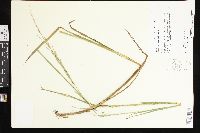 Glyceria septentrionalis image