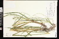 Glyceria septentrionalis image