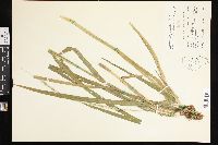 Glyceria septentrionalis image