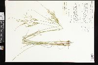 Juncus anthelatus image