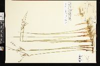 Juncus balticus subsp. balticus image