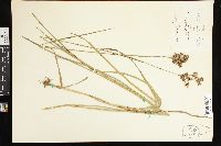 Juncus biflorus image