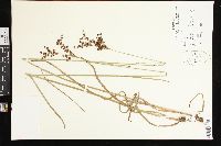 Juncus biflorus image