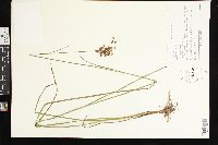 Juncus biflorus image