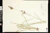 Juncus biflorus image