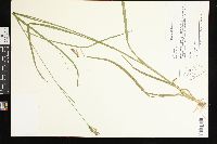 Juncus biflorus image