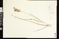 Juncus biflorus image