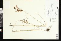 Juncus biflorus image