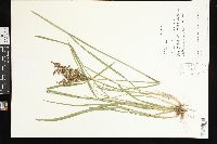 Juncus biflorus image