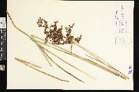 Juncus biflorus image