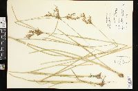 Juncus biflorus image