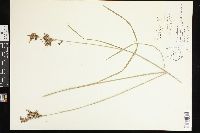 Juncus biflorus image