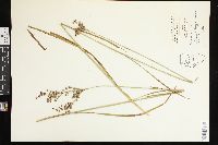 Juncus biflorus image