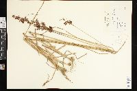 Juncus biflorus image