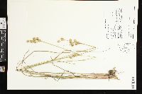 Juncus brachycarpus image