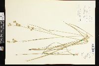 Juncus brachycarpus image