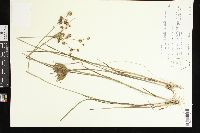 Juncus brachycarpus image