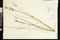 Juncus brachycarpus image