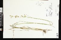 Juncus brachycarpus image