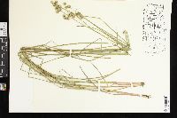 Juncus brachycarpus image