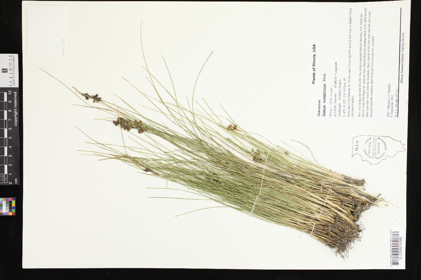 Juncus compressus image