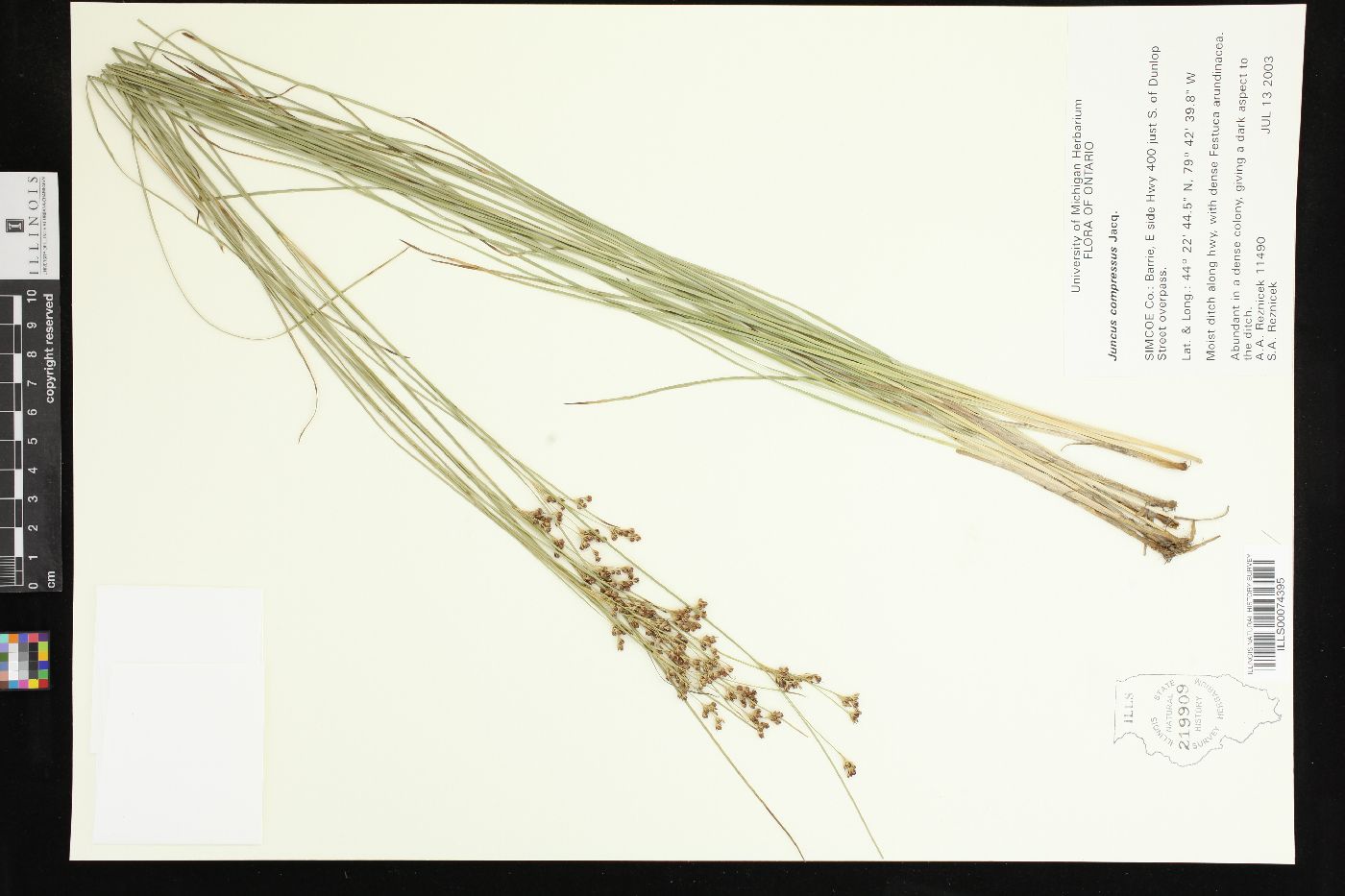 Juncus compressus image