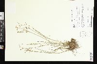 Juncus debilis image