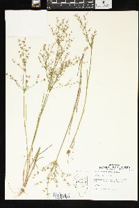 Juncus diffusissimus image