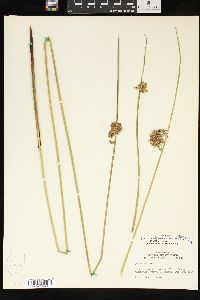 Juncus effusus var. solutus image