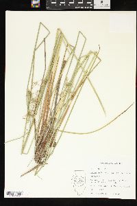 Juncus effusus var. solutus image