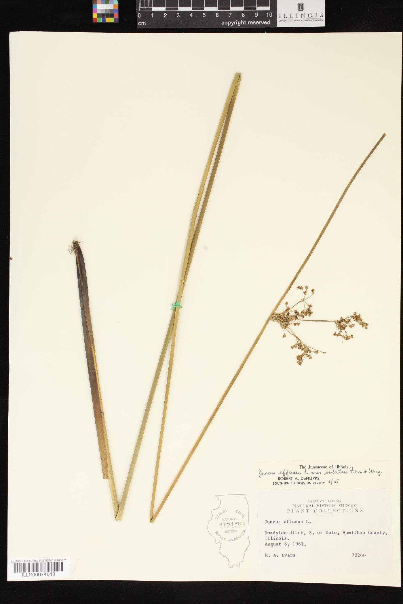 Juncus effusus var. solutus image