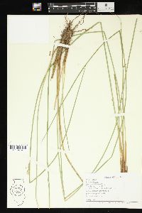 Juncus effusus var. solutus image