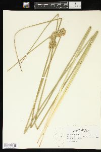 Juncus effusus var. solutus image