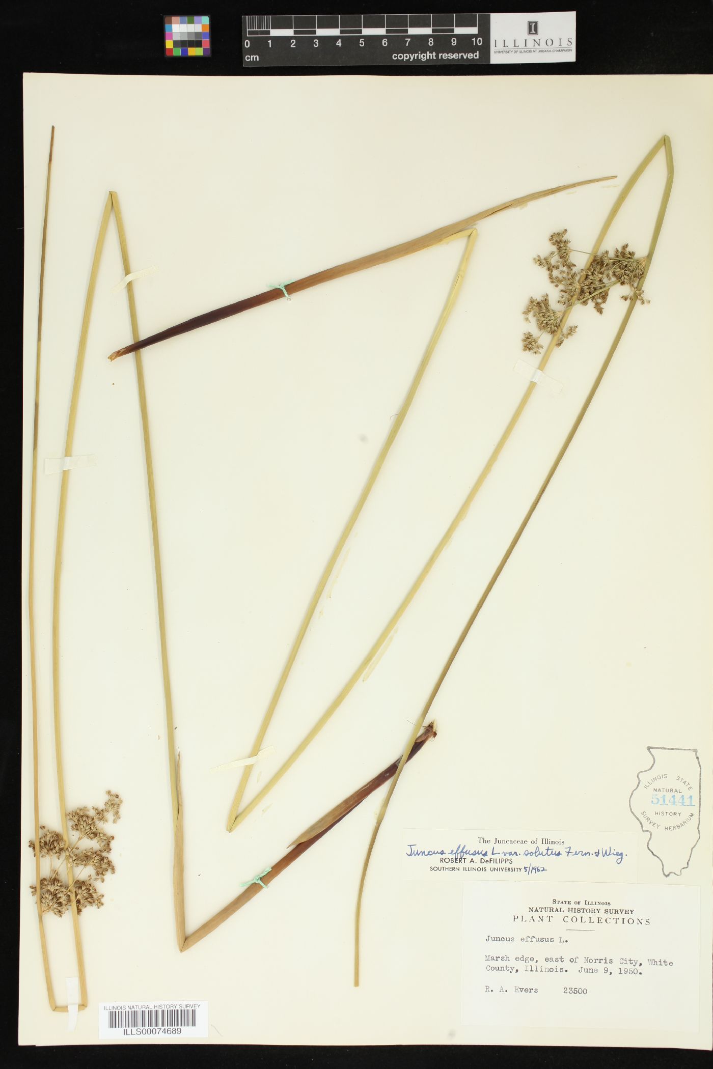 Juncus effusus var. solutus image