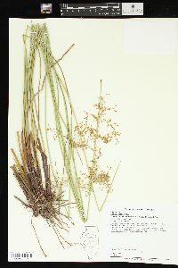 Juncus effusus var. solutus image