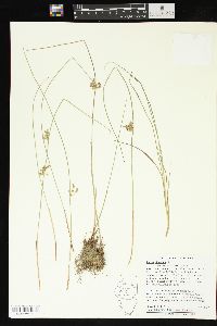 Juncus filiformis image