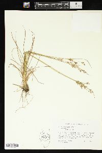 Juncus georgianus image