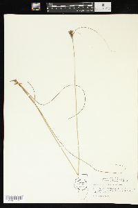 Juncus greenei image