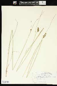 Juncus greenei image