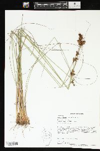 Juncus greenei image