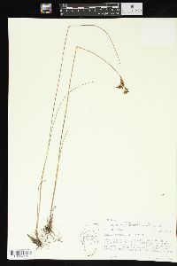 Juncus greenei image