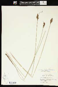 Juncus greenei image