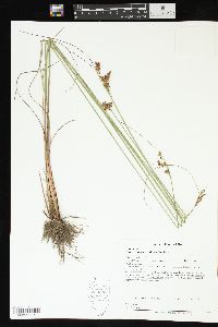 Juncus greenei image