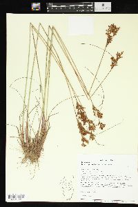 Juncus greenei image