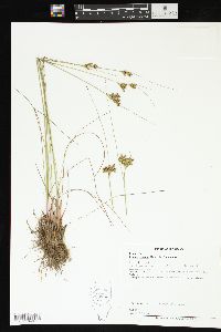 Juncus greenei image