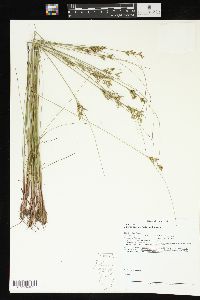 Juncus greenei image