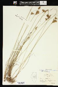 Juncus greenei image