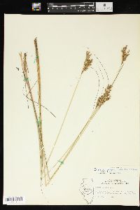 Juncus greenei image